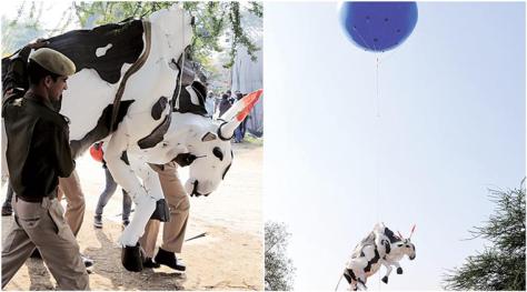 jaipur-cow-759